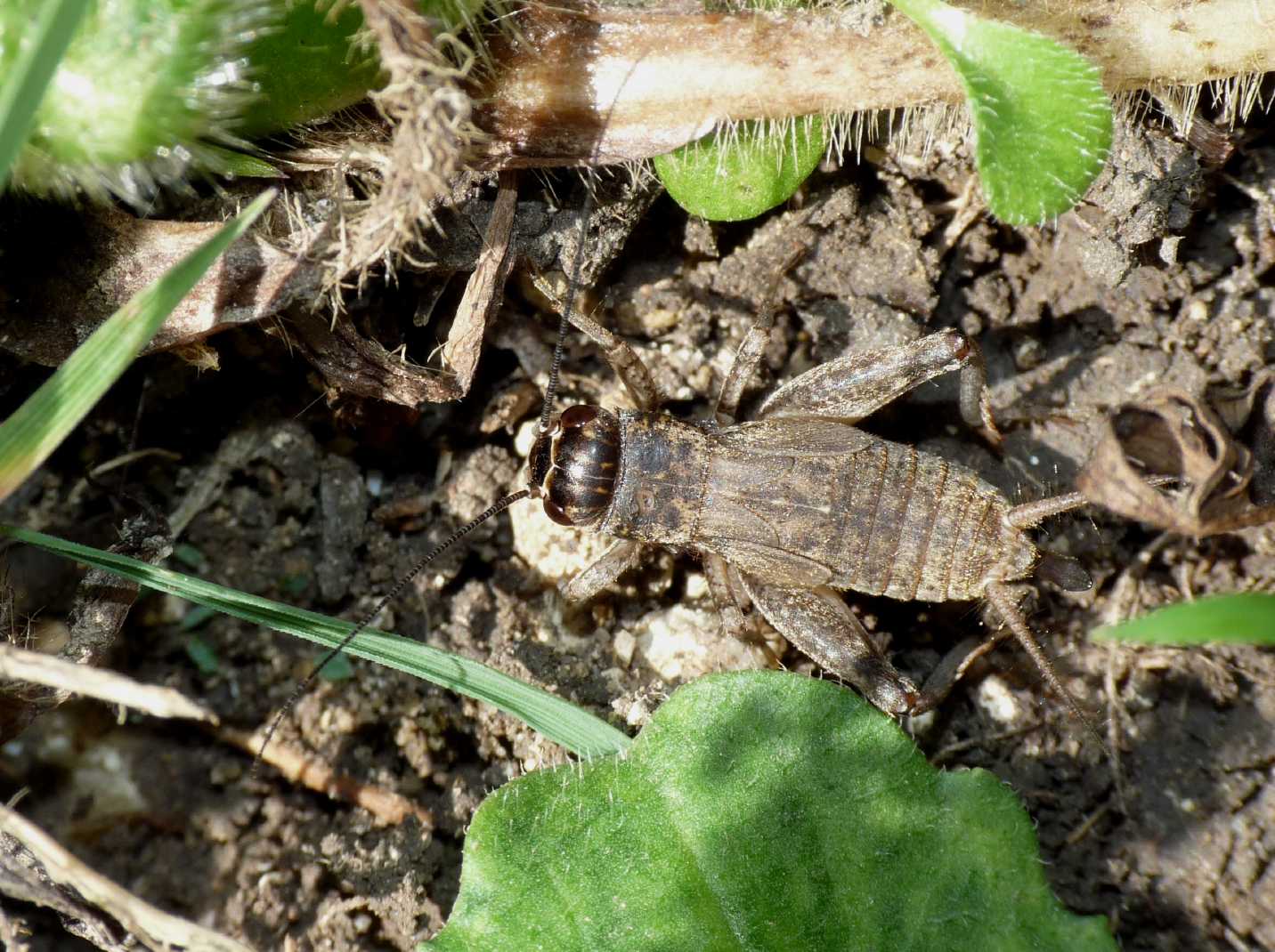 Grilli della Tolfa: Eumodicogryllus bordigalensis